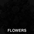 View GM Photographic Studios list of businesses or individuals offering services or products relating to flowers